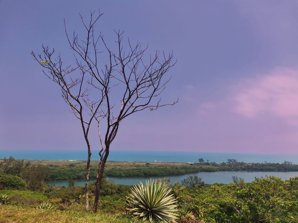 Un árbol sin hojas en primer plano. Una laguna, vegetación y el cielo de fondo.
